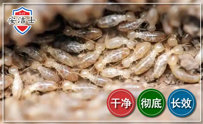 嵊州白蚁防治