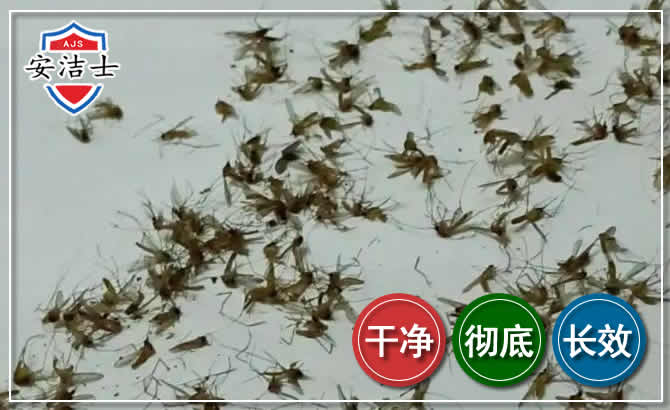 嵊州苍蝇防治-灭蝇