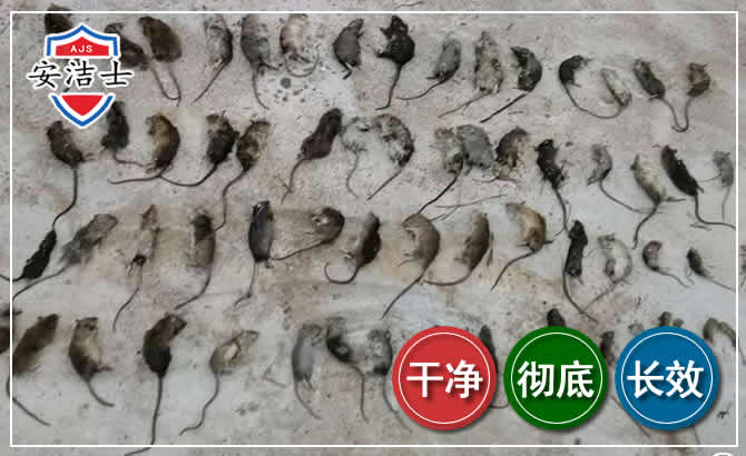 嵊州鼠害防治-灭鼠
