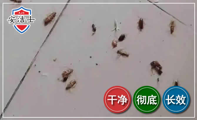 嵊州蟑螂防治-灭蟑螂