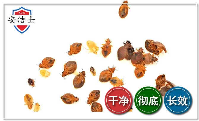 嵊州臭虫防治-消灭臭虫